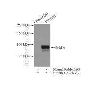 IFNGR1 Rabbit Polyclonal Antibody (10808-1-AP)
