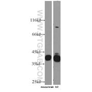 MSI2 Rabbit Polyclonal Antibody (10770-1-AP)