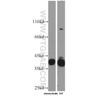 MSI2 Rabbit Polyclonal Antibody (10770-1-AP)