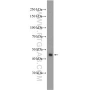 RBMS1 Rabbit Polyclonal Antibody (11061-2-AP)