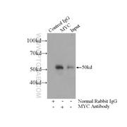 MYC Rabbit Polyclonal Antibody (10828-1-AP)