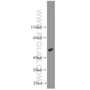ACOX1 Rabbit Polyclonal Antibody (10957-1-AP)