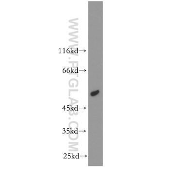 ACOX1 Rabbit Polyclonal Antibody (10957-1-AP)