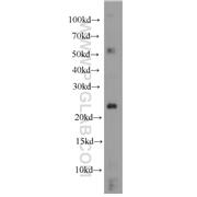 RHOC Rabbit Polyclonal Antibody (10632-1-AP)