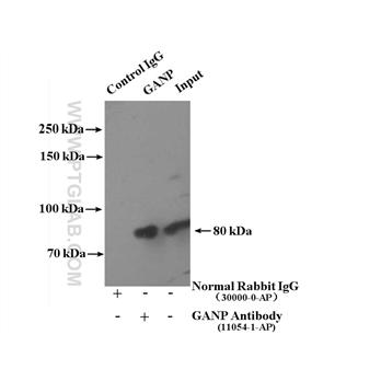 MCM3AP Rabbit Polyclonal Antibody (11054-1-AP)