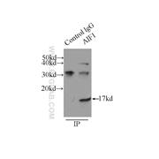 AIF1 Rabbit Polyclonal Antibody (10904-1-AP)