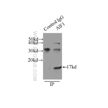 AIF1 Rabbit Polyclonal Antibody (10904-1-AP)