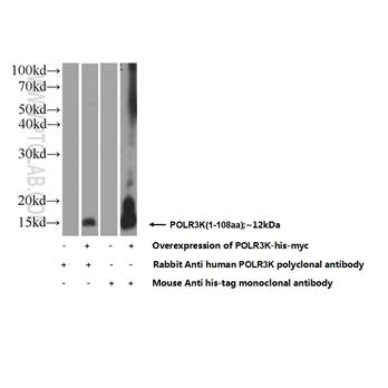 POLR3K Rabbit Polyclonal Antibody (11084-1-AP)