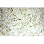NCLN Rabbit Polyclonal Antibody (10985-1-AP)