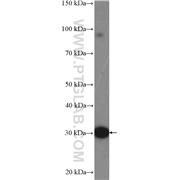 UCP3 Rabbit Polyclonal Antibody (10750-1-AP)