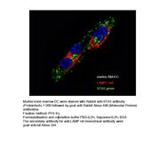 STX6 Rabbit Polyclonal Antibody (10841-1-AP)