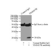 TIMM17B Rabbit Polyclonal Antibody (11062-1-AP)