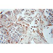 GABARAPL1 Rabbit Polyclonal Antibody (11010-1-AP)