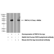 RNF34 Rabbit Polyclonal Antibody (10629-1-AP)