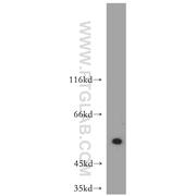 ATF4 Rabbit Polyclonal Antibody (10835-1-AP)
