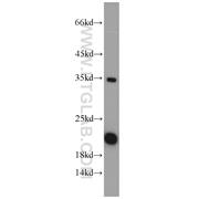 SUB1 Rabbit Polyclonal Antibody (10948-2-AP)