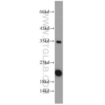 SUB1 Rabbit Polyclonal Antibody (10948-2-AP)