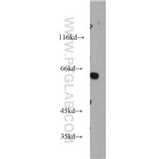 AHCYL1 Rabbit Polyclonal Antibody (10658-3-AP)