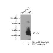 UXT Rabbit Polyclonal Antibody (11047-1-AP)