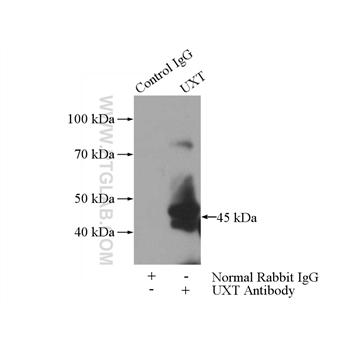 UXT Rabbit Polyclonal Antibody (11047-1-AP)
