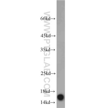 COTL1 Rabbit Polyclonal Antibody (10781-1-AP)