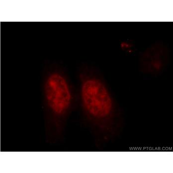 XRCC6 Rabbit Polyclonal Antibody (10723-1-AP)