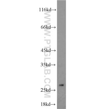 EIF4H Rabbit Polyclonal Antibody (11012-1-AP)