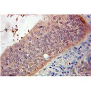 PPP1R1B Rabbit Polyclonal Antibody (10748-1-AP)