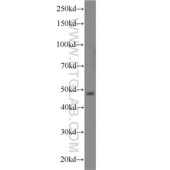 PACSIN3 Rabbit Polyclonal Antibody (10639-1-AP)