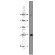 RERG Rabbit Polyclonal Antibody (10687-1-AP)