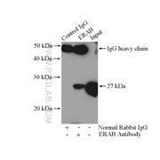 HSD17B10 Rabbit Polyclonal Antibody (10648-1-AP)