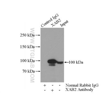 XAB2 Rabbit Polyclonal Antibody (10637-1-AP)