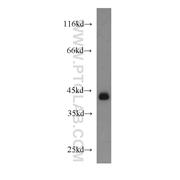 TARDBP Rabbit Polyclonal Antibody (10782-2-AP)