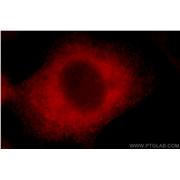 BAG3 Rabbit Polyclonal Antibody (10599-1-AP)