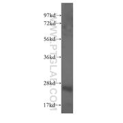 ITGB3BP Rabbit Polyclonal Antibody (10743-1-AP)