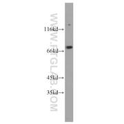 THOC1 Rabbit Polyclonal Antibody (10920-1-AP)