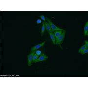 ARF3 Rabbit Polyclonal Antibody (10800-1-AP)
