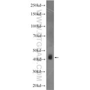 ACTR1B Rabbit Polyclonal Antibody (11023-1-AP)