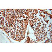 GNB5 Rabbit Polyclonal Antibody (11045-2-AP)