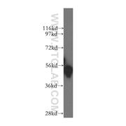 GATA1 Rabbit Polyclonal Antibody (10917-2-AP)