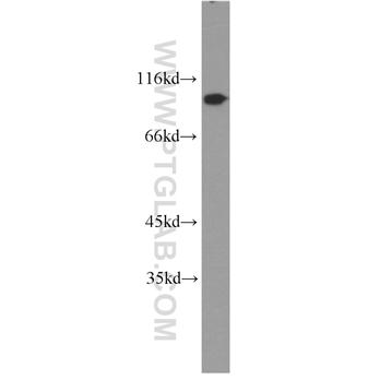 CDC27 Rabbit Polyclonal Antibody (10918-1-AP)
