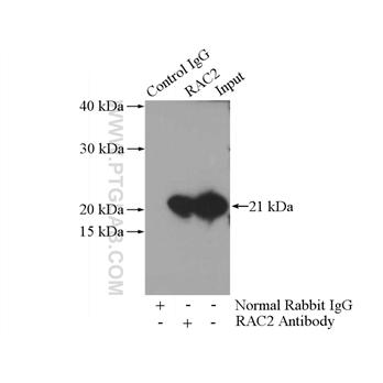 RAC2 Rabbit Polyclonal Antibody (10735-1-AP)