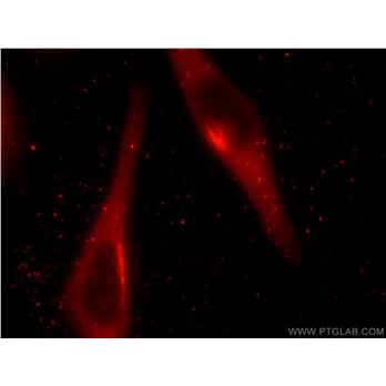 GORASP1 Rabbit Polyclonal Antibody (10747-2-AP)