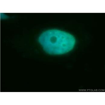 CCNH Rabbit Polyclonal Antibody (10718-1-AP)