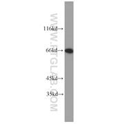 LMNB2 Rabbit Polyclonal Antibody (10895-1-AP)