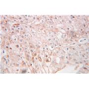 SSR1 Rabbit Polyclonal Antibody (10583-1-AP)