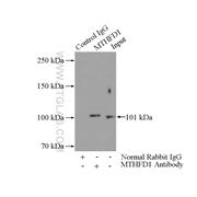 MTHFD1 Rabbit Polyclonal Antibody (10794-1-AP)