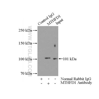 MTHFD1 Rabbit Polyclonal Antibody (10794-1-AP)