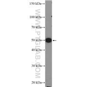 COPS2 Rabbit Polyclonal Antibody (10969-2-AP)