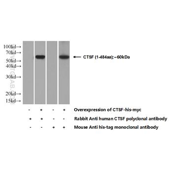 CTSF Rabbit Polyclonal Antibody (11055-1-AP)